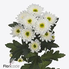 Срезанные цветы оптом Chrys sp commander от 160шт. из Голландии с доставкой по России