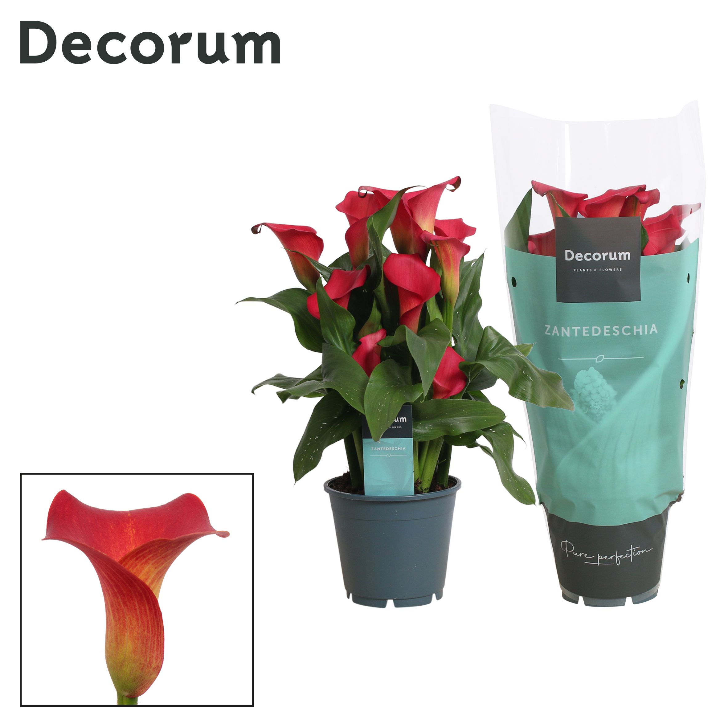 Горшечные цветы и растения оптом Zantedeschia Red (decorum) от 8шт из Голландии с доставкой по России