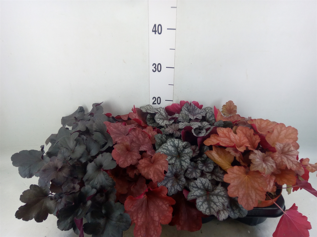 Горшечные цветы и растения оптом Heuchera   ... от 8шт из Голландии с доставкой по России