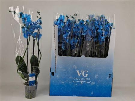 Горшечные цветы и растения оптом Phal **paint Blue** 3 Branches 21+ от 10шт из Голландии с доставкой по России