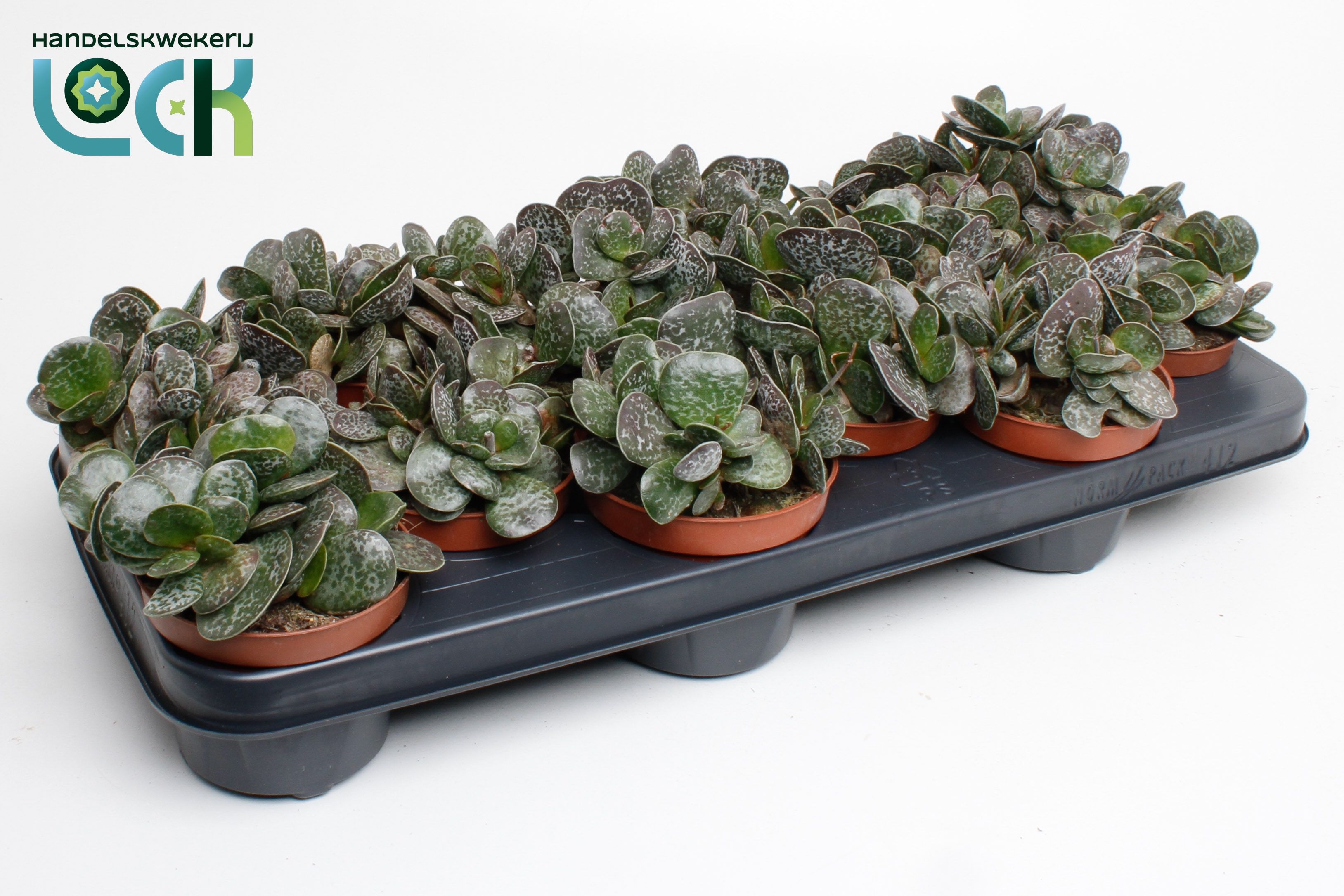 Горшечные цветы и растения оптом Adromiscus Cooperii от 12шт из Голландии с доставкой по России