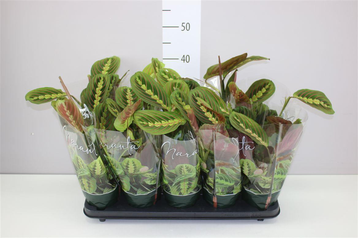 Горшечные цветы и растения оптом Maranta Fascinator от 10шт' из Голландии с доставкой по России