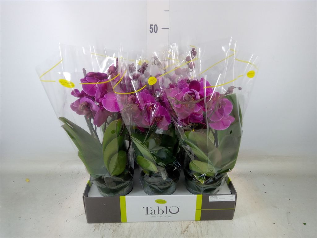 Горшечные цветы и растения оптом Phalaenopsis   ...lilac от 6шт из Голландии с доставкой по России