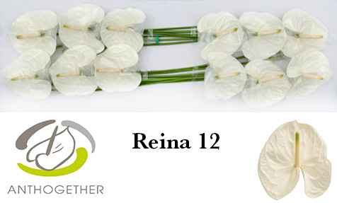 Срезанные цветы оптом Anthurium reina 294 от 12шт из Голландии с доставкой по России