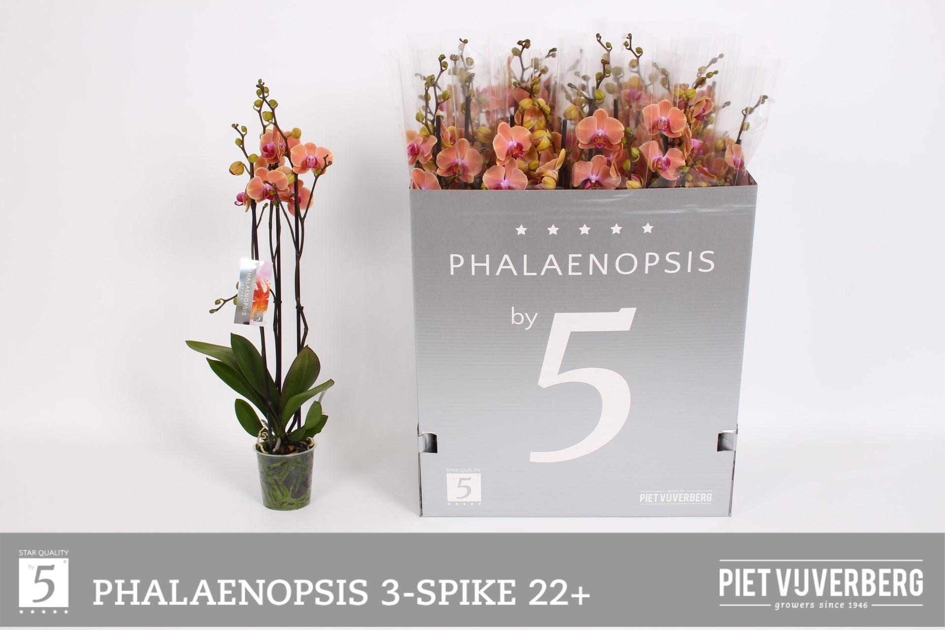 Горшечные цветы и растения оптом Phal Ov Oranje от 12шт из Голландии с доставкой по России