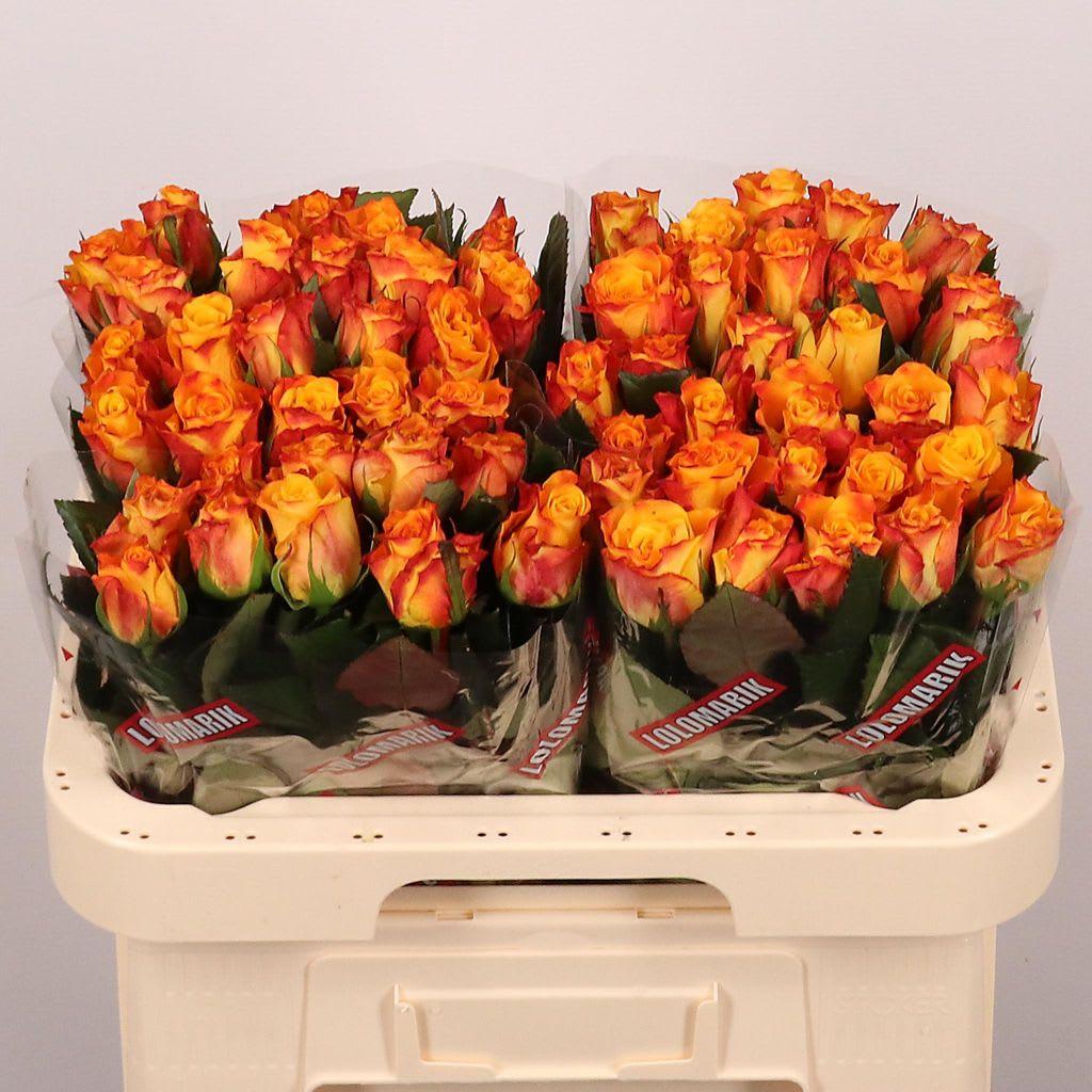 Срезанные цветы оптом Rosa large marie-claire! от 60шт из Голландии с доставкой по России