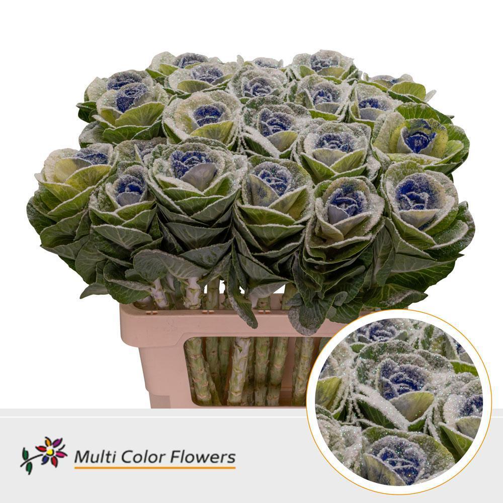 Срезанные цветы оптом Brassica paint marshmallow blue от 20шт из Голландии с доставкой по России