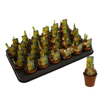 Горшечные цветы и растения оптом Narcis Tete A Tete Mini от 30шт (для телеги) из Голландии с доставкой по России