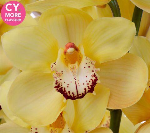 Срезанные цветы оптом Cymbidium yellow harmonie от 9шт из Голландии с доставкой по России