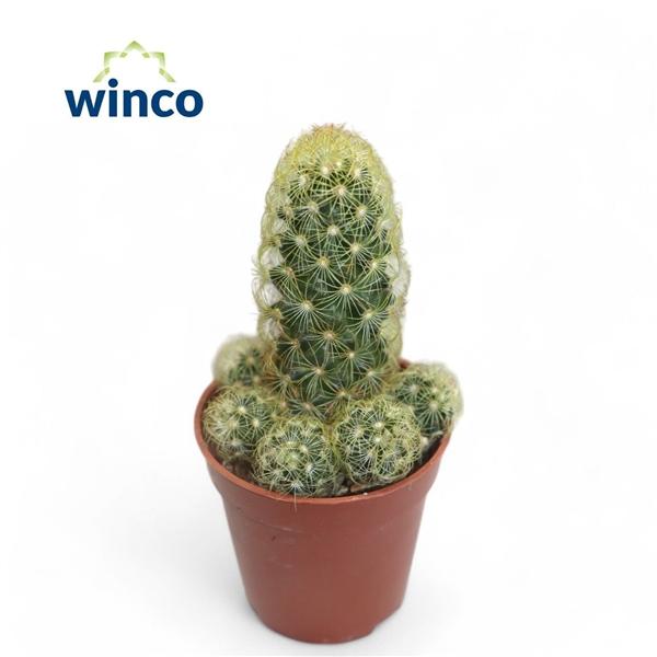 Горшечные цветы и растения оптом Mammillaria Elongata от 20шт (для телеги) из Голландии с доставкой по России