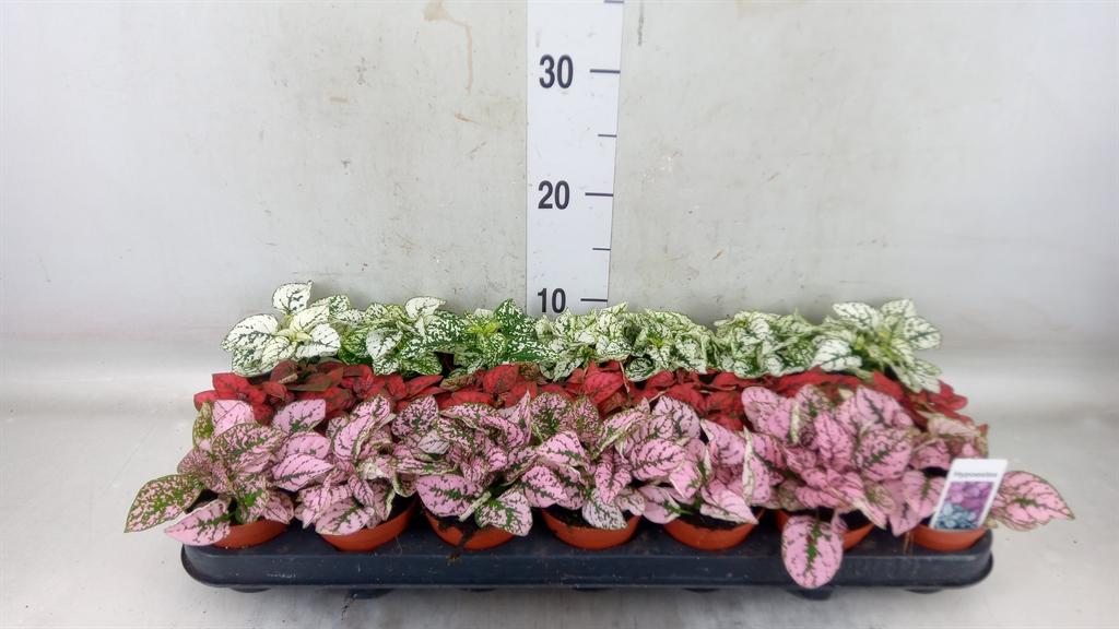 Горшечные цветы и растения оптом Hypoestes Phyllo.   ...mix от 21шт (для телеги) из Голландии с доставкой по России