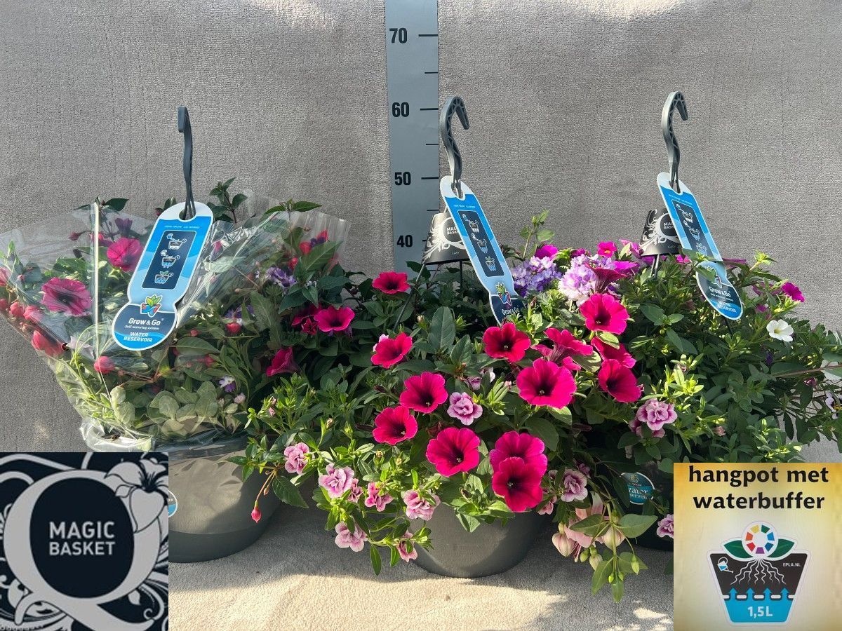 Горшечные цветы и растения оптом Overige Hangplanten от 1шт из Голландии с доставкой по России