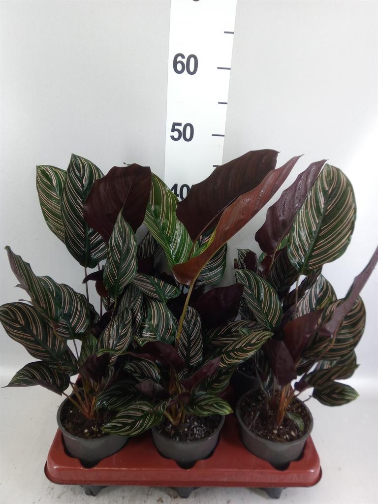Горшечные цветы и растения оптом Calathea Sanderiana от 6шт из Голландии с доставкой по России
