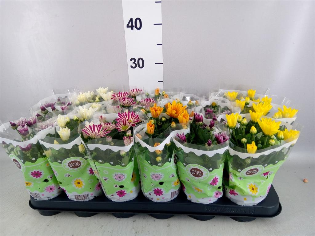 Горшечные цветы и растения оптом Chrysanthemum ..mix 5 от 18шт (для телеги) из Голландии с доставкой по России