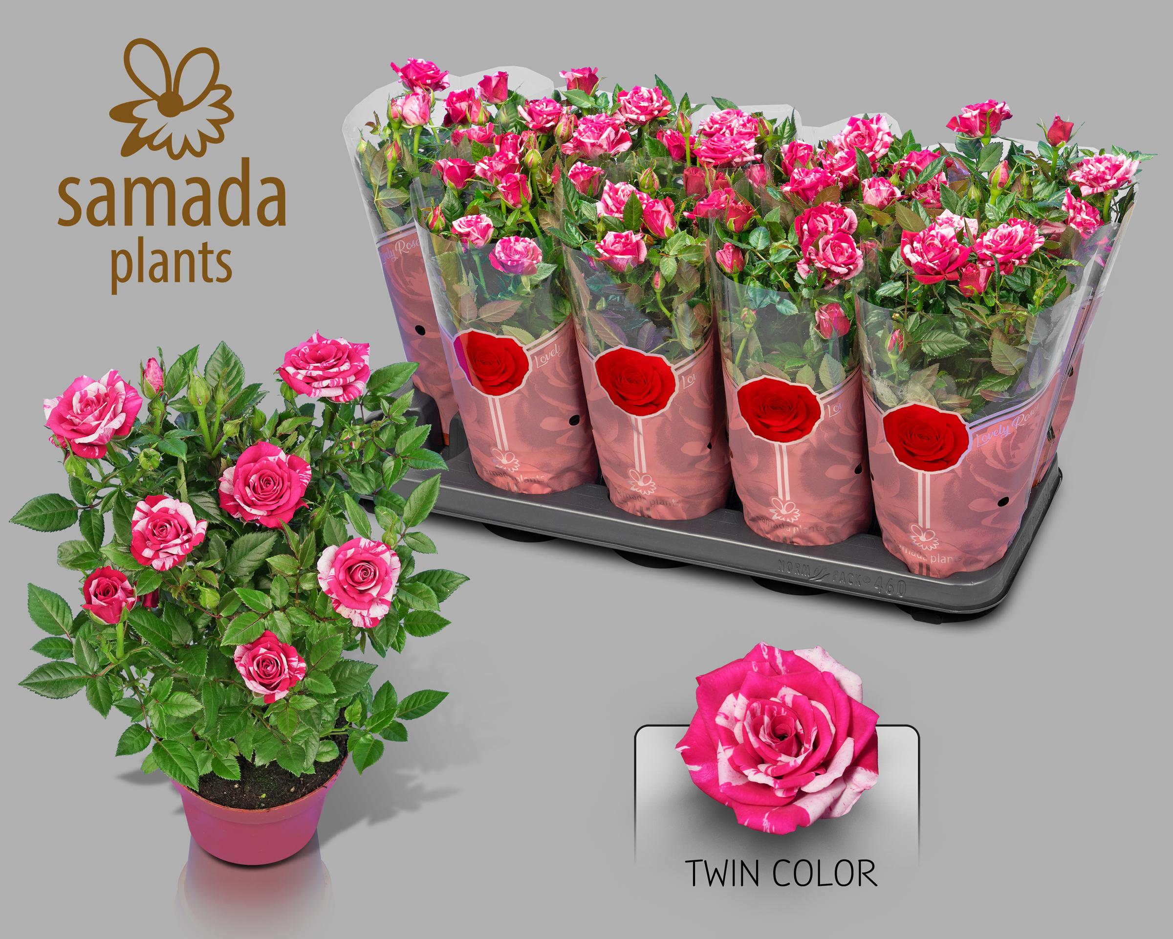 Горшечные цветы и растения оптом Ro Twin Color от 10шт из Голландии с доставкой по России