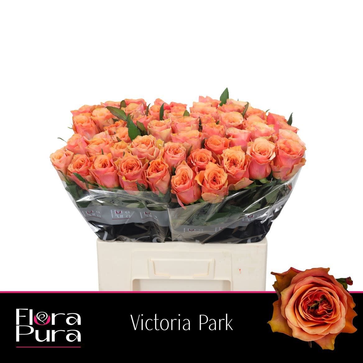 Срезанные цветы оптом Rosa large victoria park от 50шт из Голландии с доставкой по России