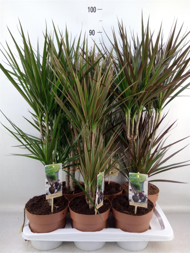 Горшечные цветы и растения оптом Dracaena   ...mix от 6шт из Голландии с доставкой по России