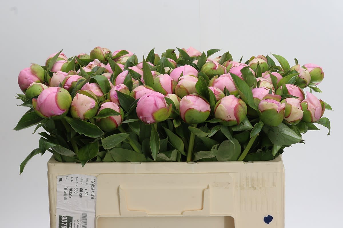 Срезанные цветы оптом Paeonia angel cheeks от 80шт из Голландии с доставкой по России