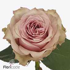 Срезанные цветы оптом Rosa la garden retro love! от 20шт из Голландии с доставкой по России