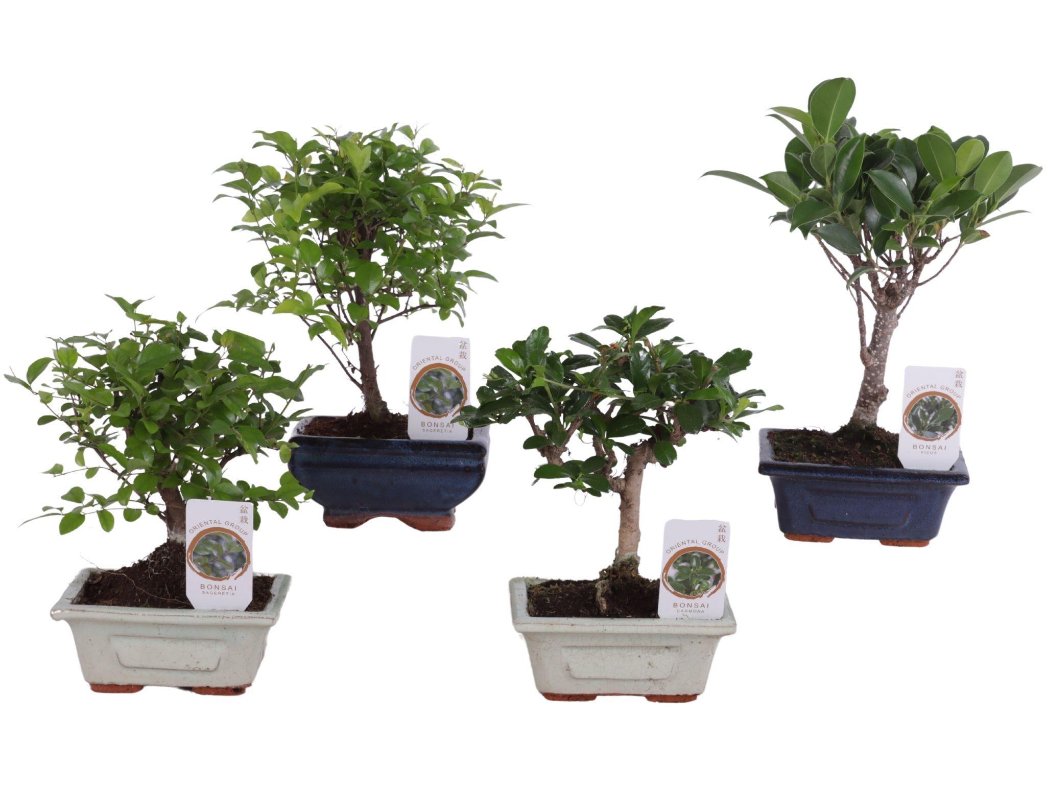 Горшечные цветы и растения оптом Bonsai Mix Pot In Ceramic от 13шт из Голландии с доставкой по России