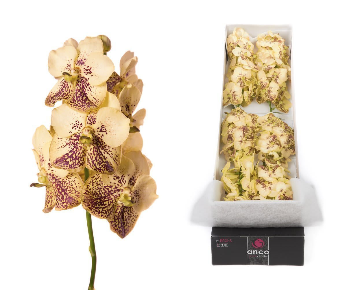 Срезанные цветы оптом Vanda sunanda yellow henna per stem от 20шт.. из Голландии с доставкой по России