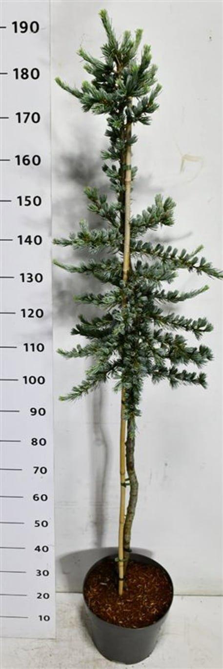 Горшечные цветы и растения оптом Cedrus L. glauca от 1шт из Голландии с доставкой по России