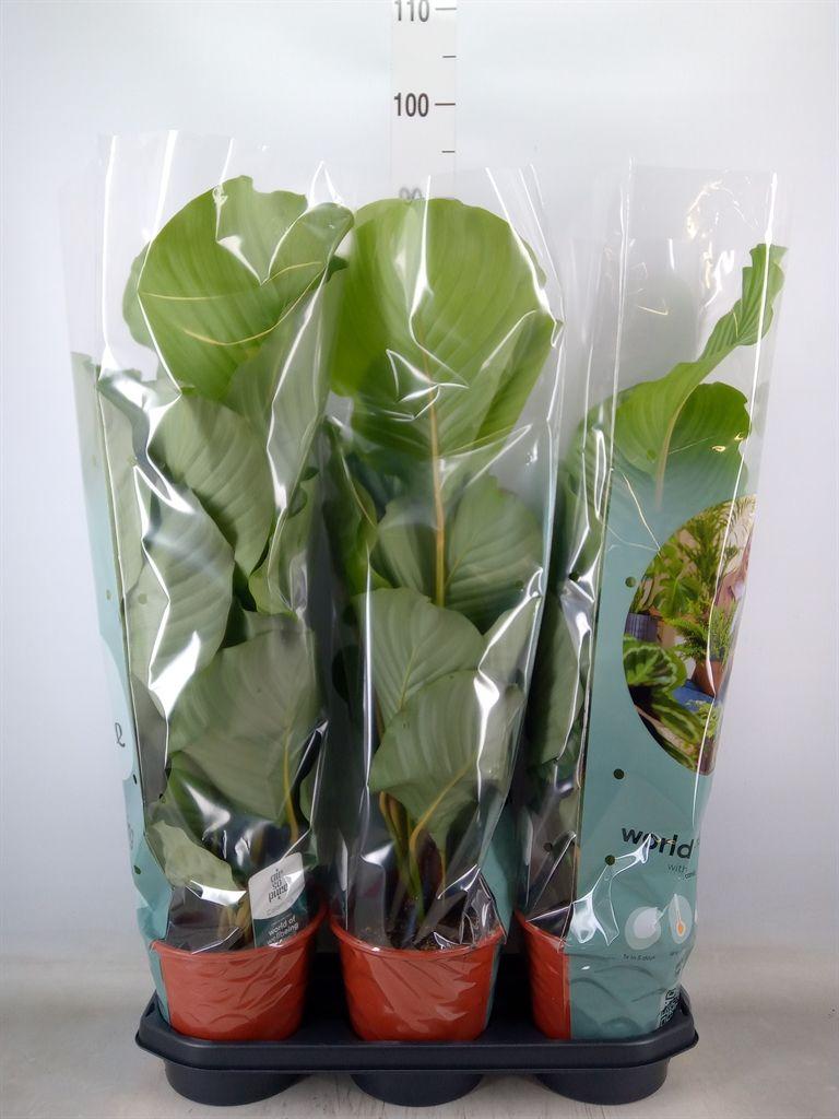 Горшечные цветы и растения оптом Calathea Orbifolia от 3шт из Голландии с доставкой по России