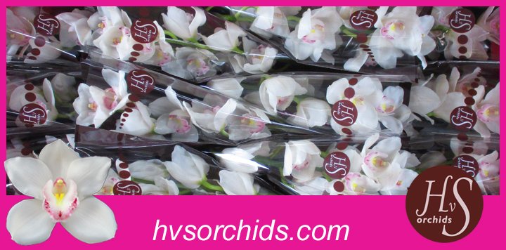 Срезанные цветы оптом Cymbidium white kilimanjaro от 12шт из Голландии с доставкой по России