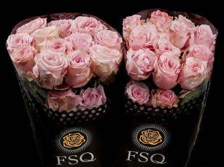 Срезанные цветы оптом Rosa large sweet 4 love+ от 40шт из Голландии с доставкой по России