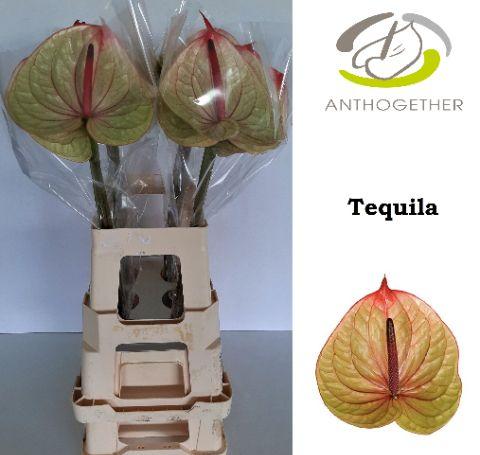 Срезанные цветы оптом Anthurium tequila от 20шт из Голландии с доставкой по России