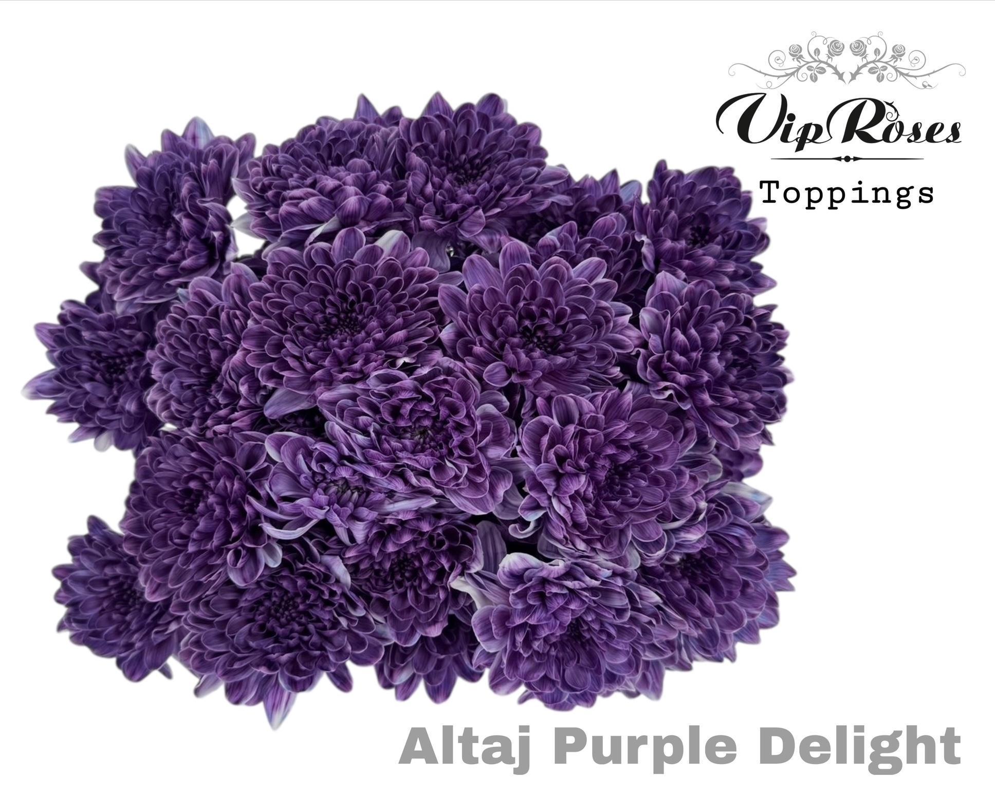 Срезанные цветы оптом Chrys sp paint altaj purple delight от 20шт из Голландии с доставкой по России