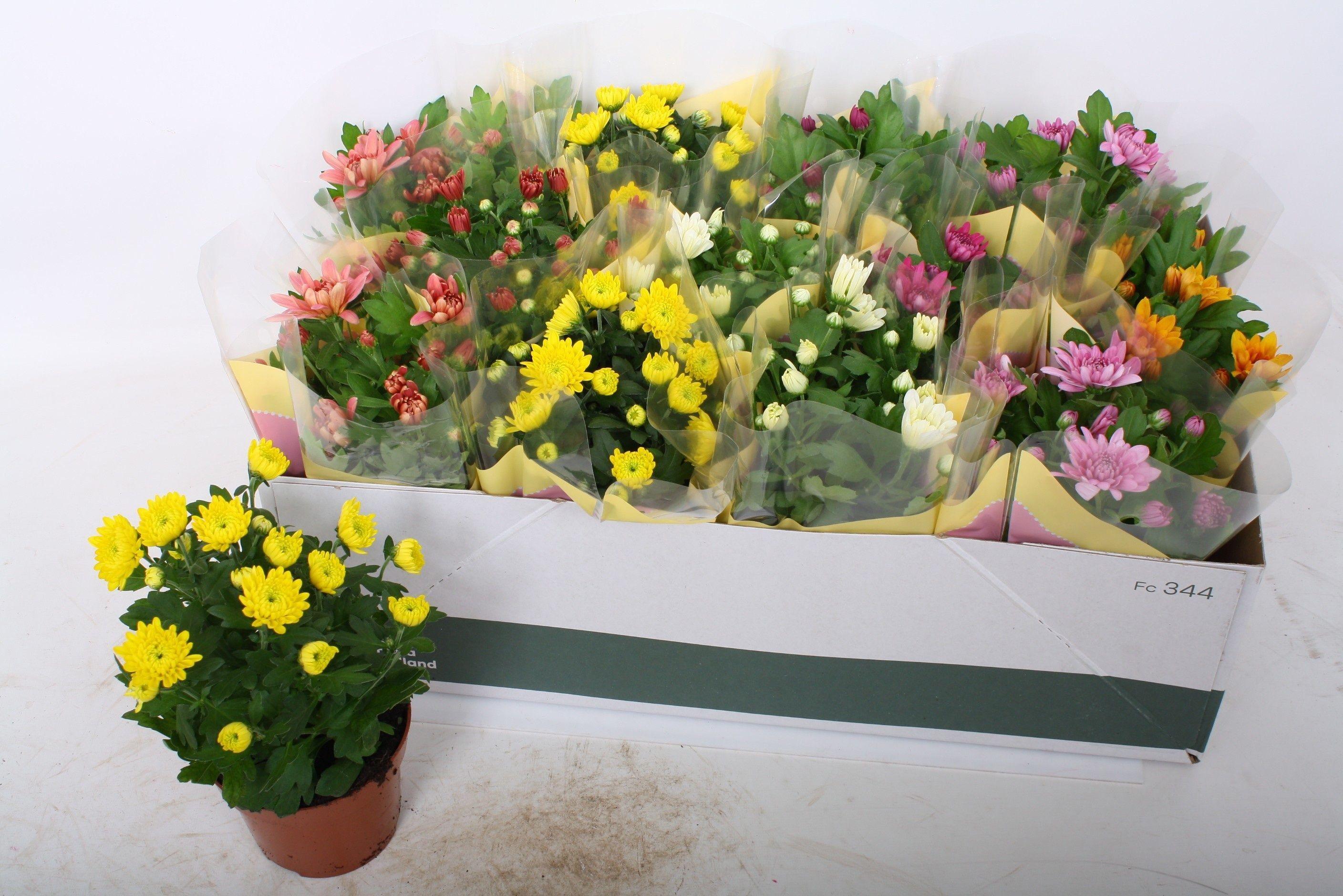 Горшечные цветы и растения оптом Chrys Gem 6 Kl от 12шт из Голландии с доставкой по России