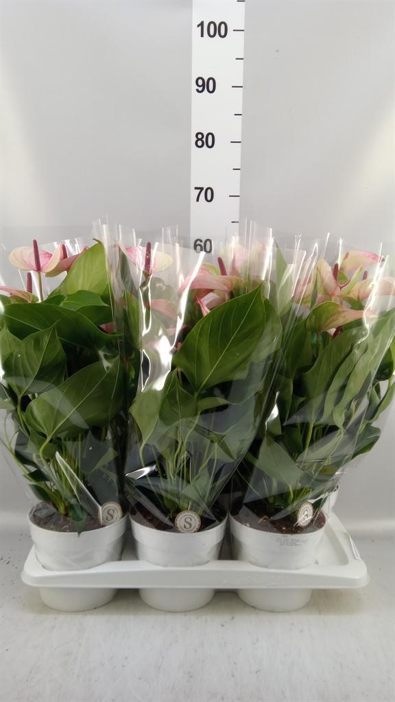 Горшечные цветы и растения оптом Anthurium Andr. mystique от 6шт из Голландии с доставкой по России