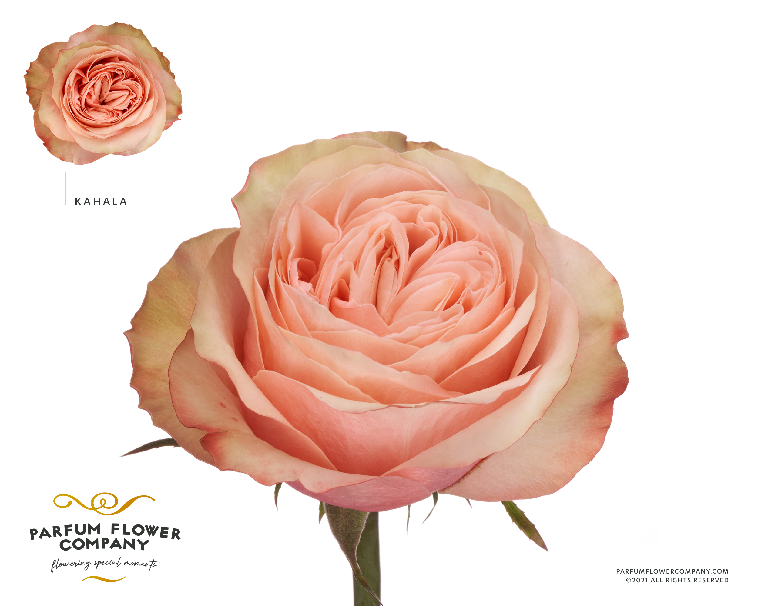 Срезанные цветы оптом Rosa garden kahala от 20шт из Голландии с доставкой по России