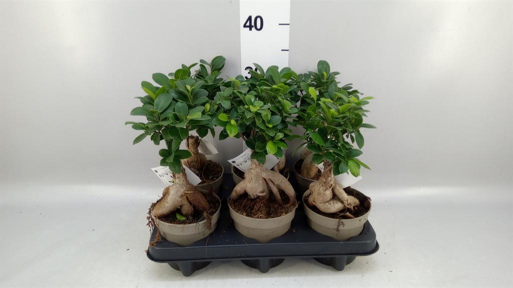 Горшечные цветы и растения оптом Ficus Microcarpa ginseng от 6шт из Голландии с доставкой по России