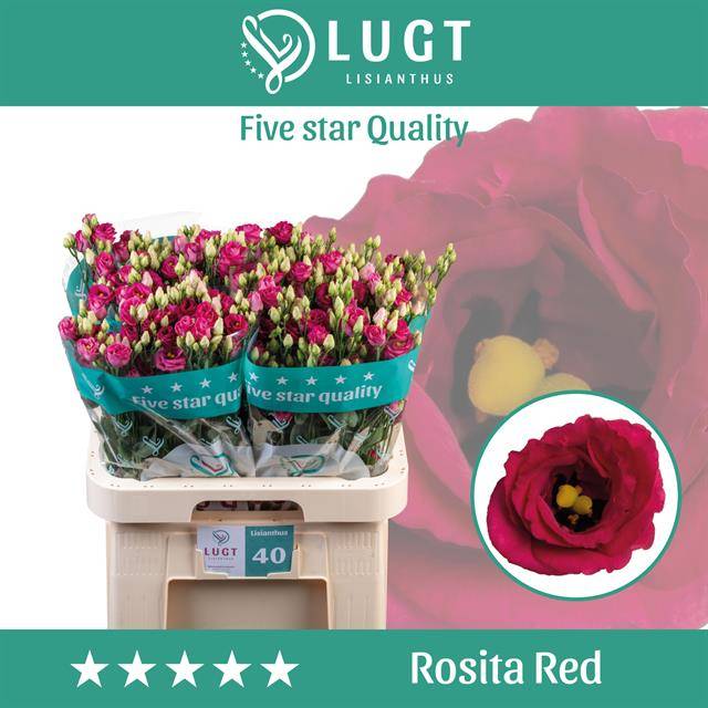 Срезанные цветы оптом Lisianthus do rosita red от 40шт из Голландии с доставкой по России