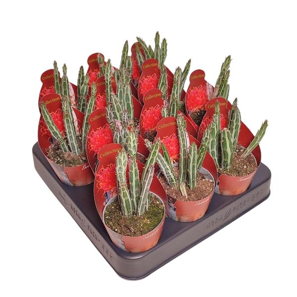 Горшечные цветы и растения оптом Senecio Stapeliiformis Potcover от 12шт (для телеги) из Голландии с доставкой по России