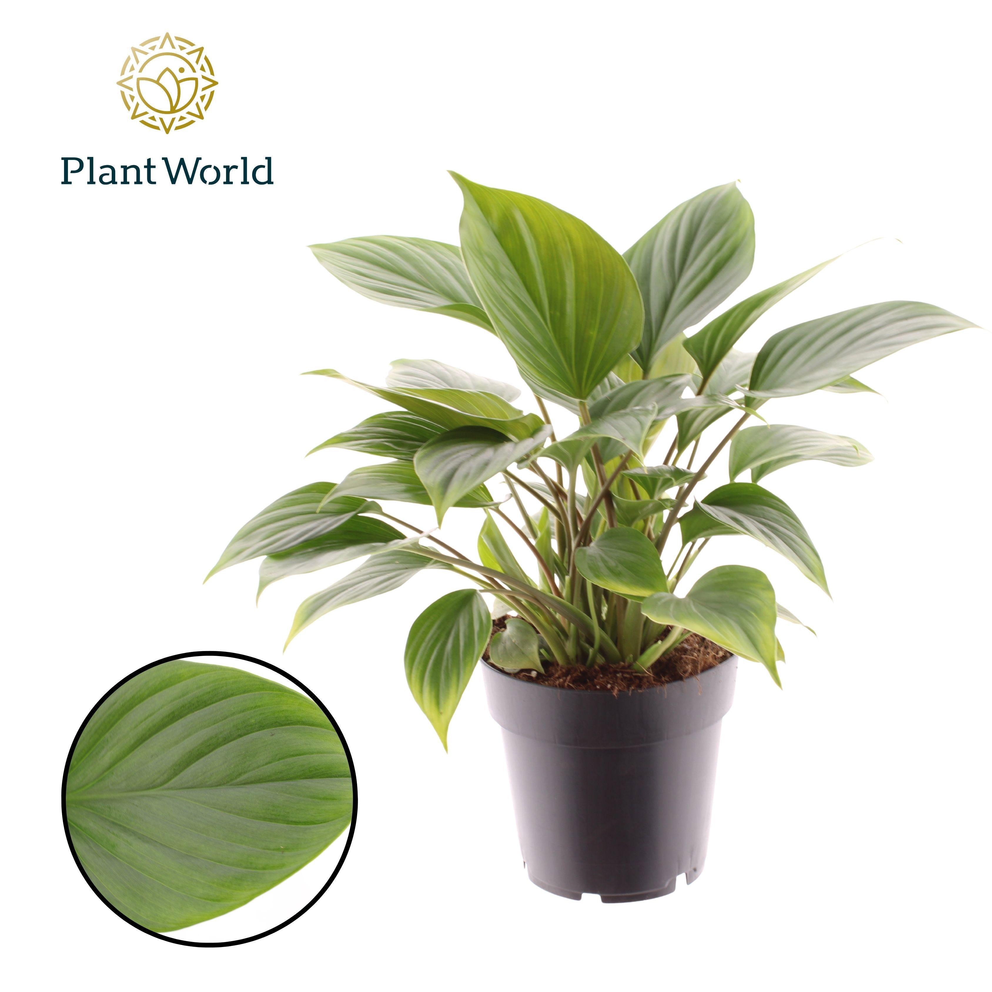 Горшечные цветы и растения оптом Homalomena Emerald Gem от 7шт из Голландии с доставкой по России