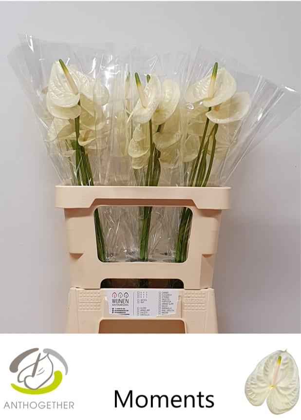 Срезанные цветы оптом Anthurium moments от 30шт из Голландии с доставкой по России