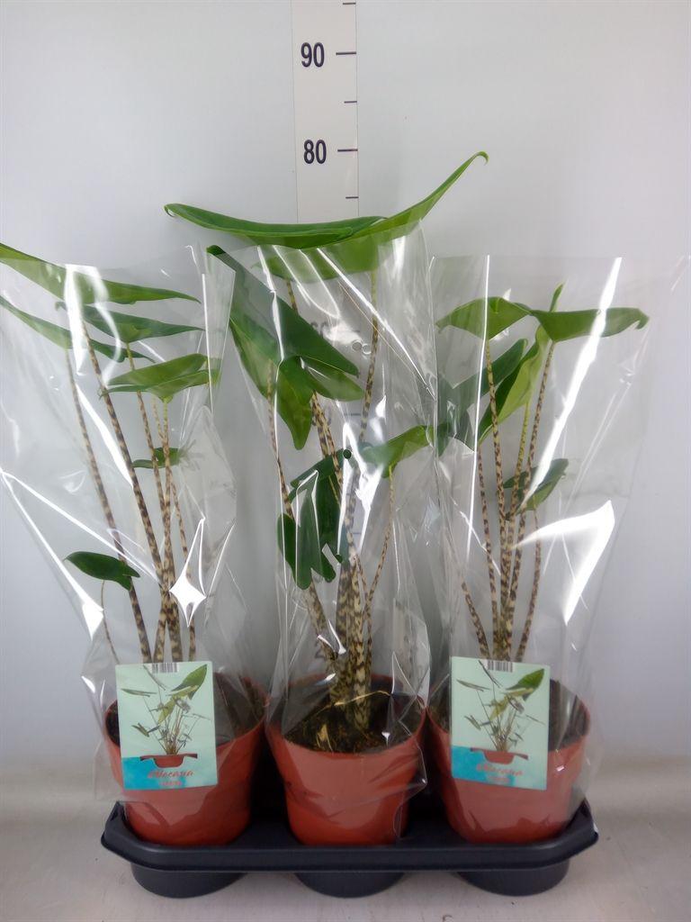 Горшечные цветы и растения оптом Alocasia Zebrina от 3шт (для телеги) из Голландии с доставкой по России