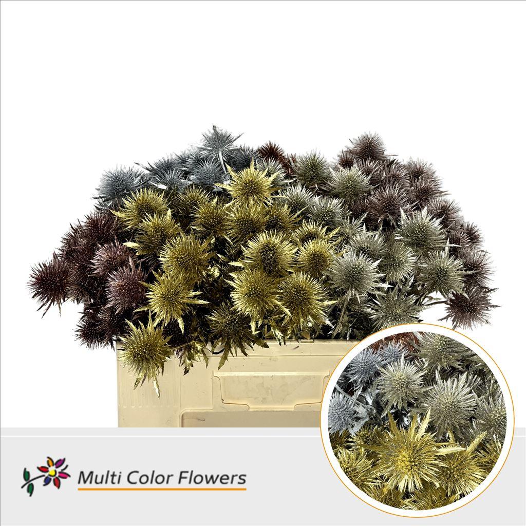 Срезанные цветы оптом Eryngium Kerst Metallic Mix от 60шт из Голландии с доставкой по России