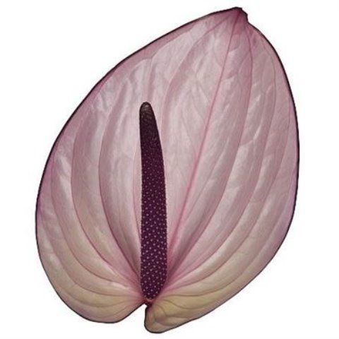 Срезанные цветы оптом Anthurium bellanca от 6шт. из Голландии с доставкой по России