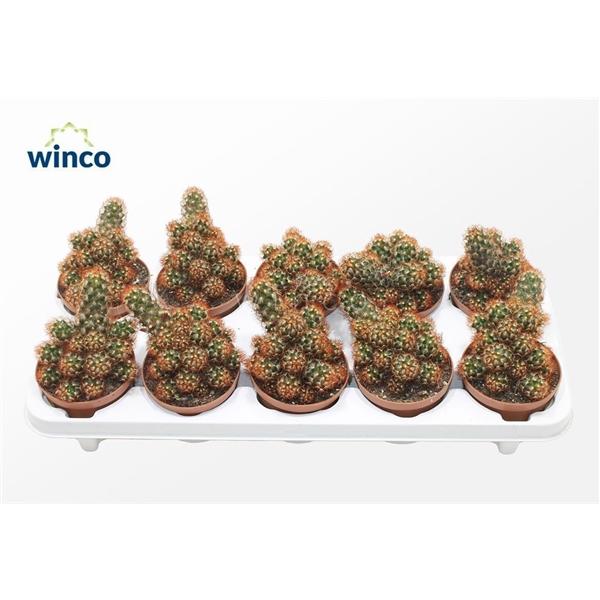 Горшечные цветы и растения оптом Mammillaria Elongata Rubra от 10шт из Голландии с доставкой по России