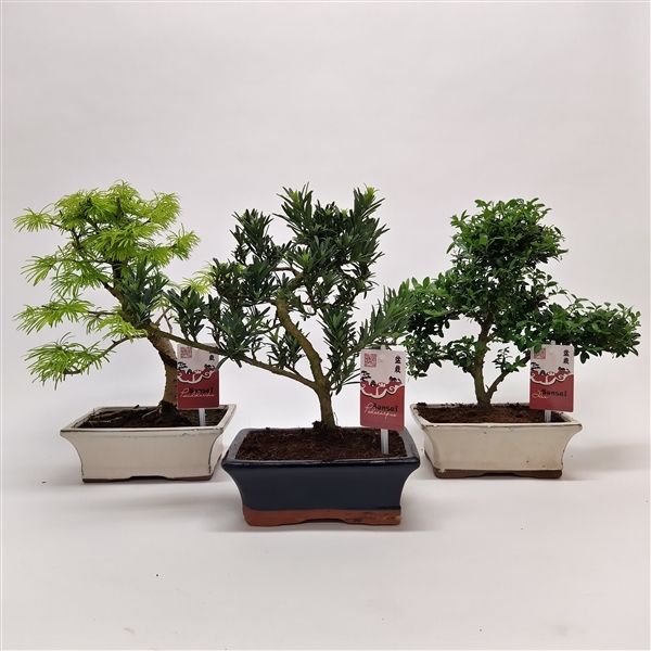 Горшечные цветы и растения оптом Bonsai Mix Outdoor от 5шт из Голландии с доставкой по России