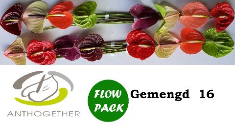 Срезанные цветы оптом Anthurium mix in box от 16шт. из Голландии с доставкой по России