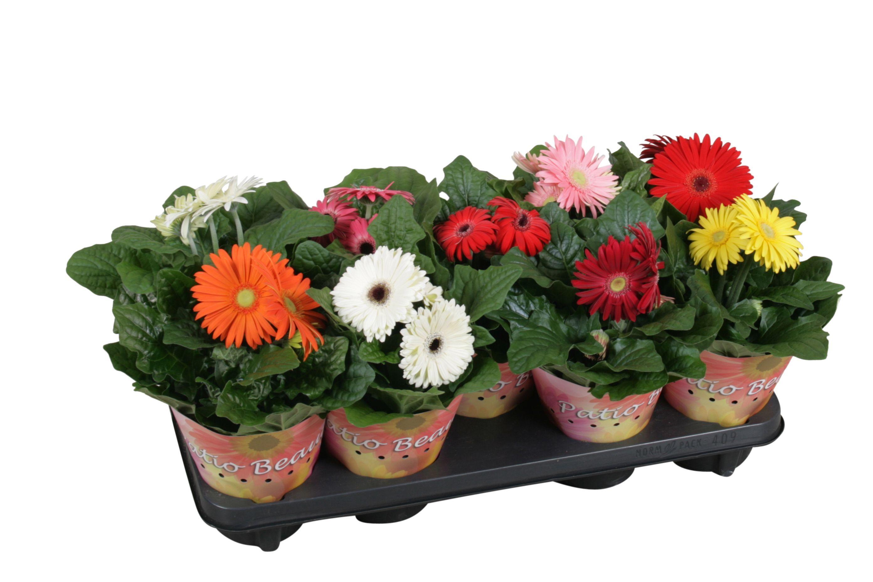 Горшечные цветы и растения оптом Gerbera Patio Beauty Mix Potcover Single Flower от 1шт (для телеги) из Голландии с доставкой по России