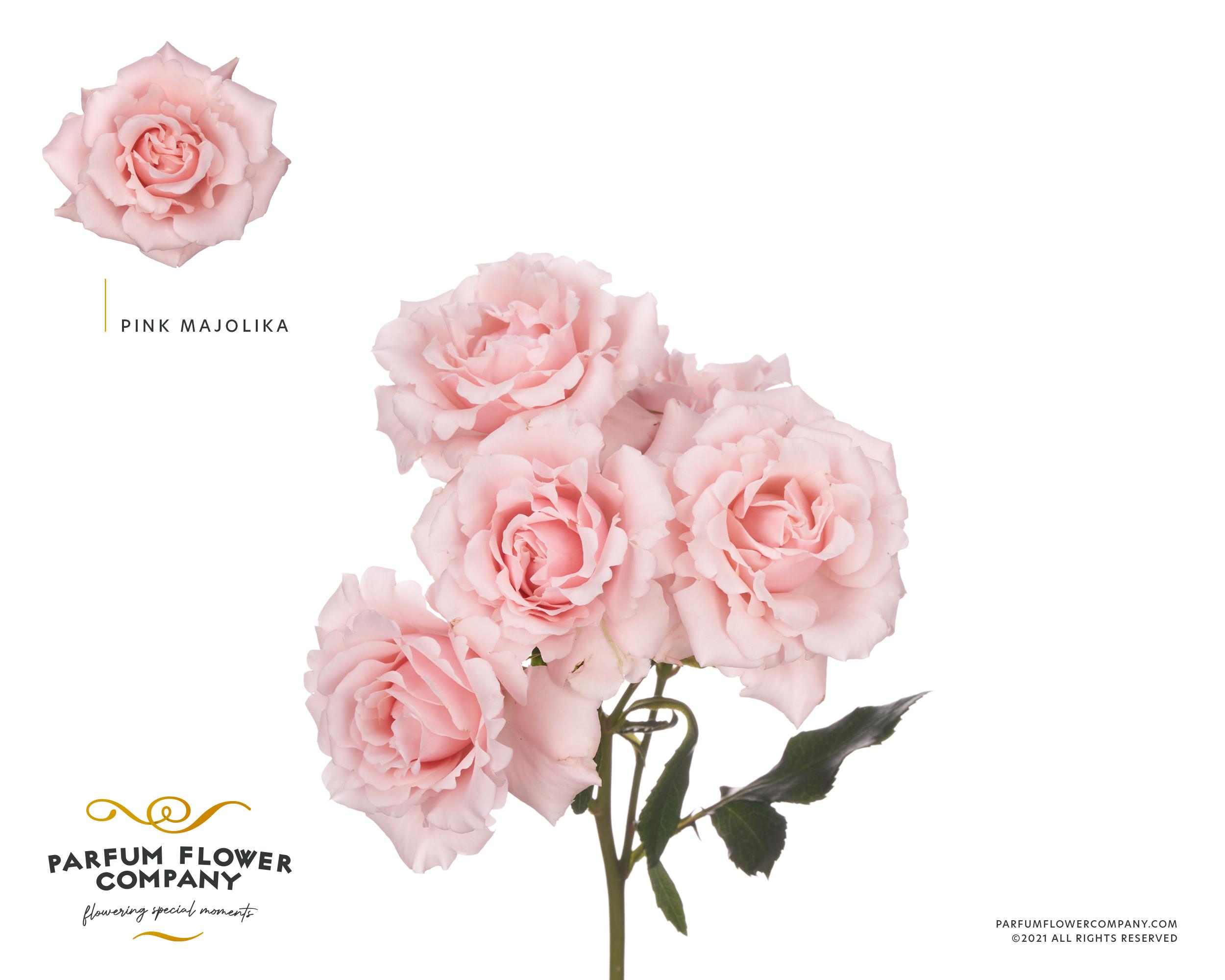 Срезанные цветы оптом Rosa spray garden pink majolica от 36шт из Голландии с доставкой по России