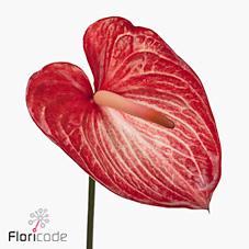 Срезанные цветы оптом Anthurium singita от 12шт из Голландии с доставкой по России