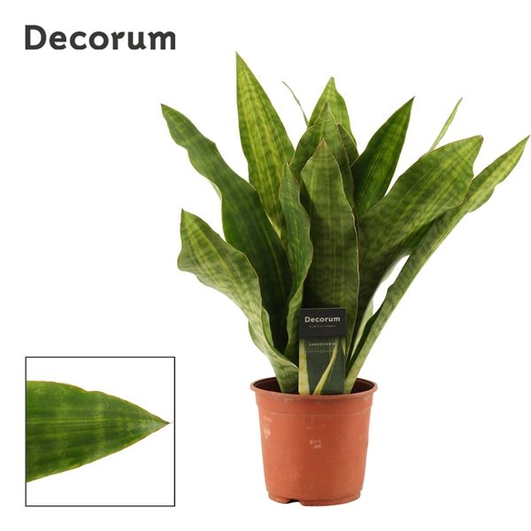 Горшечные цветы и растения оптом Sansevieria Aubrytiana Nite Lite (decorum) от 7шт из Голландии с доставкой по России