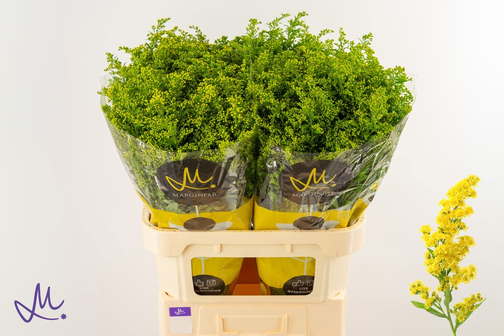 Срезанные цветы оптом Solidago carzan glory от 100шт. из Голландии с доставкой по России